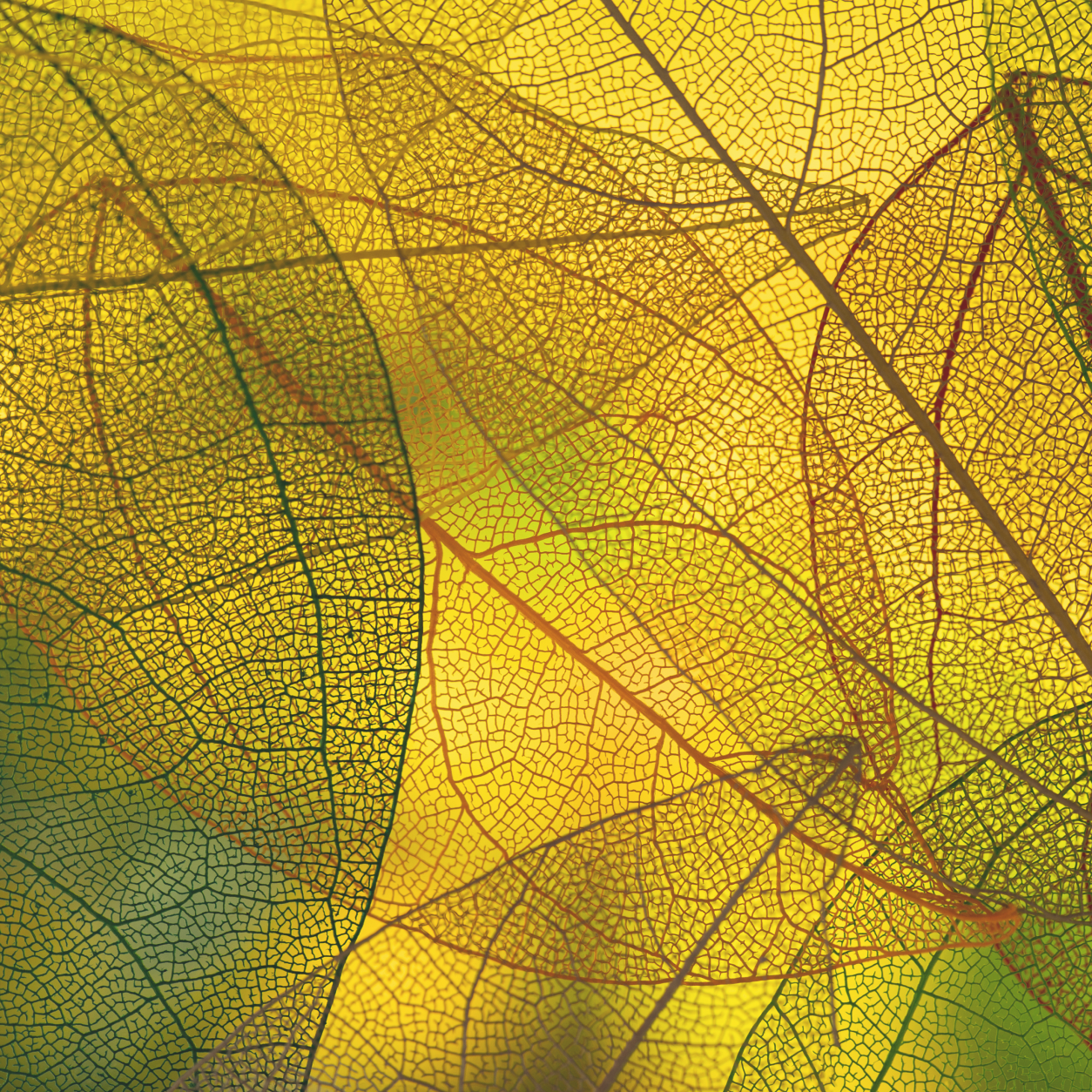Imagen de fondo de textura de naturaleza abstracta.